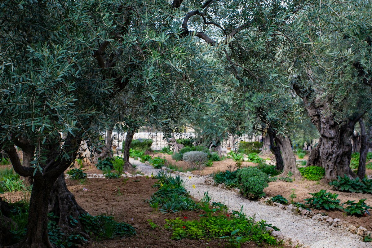 Arbres et allée dans un jardin méditerranéen