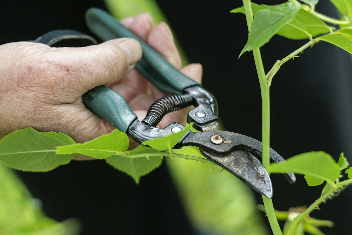 Jardinage et espaces verts